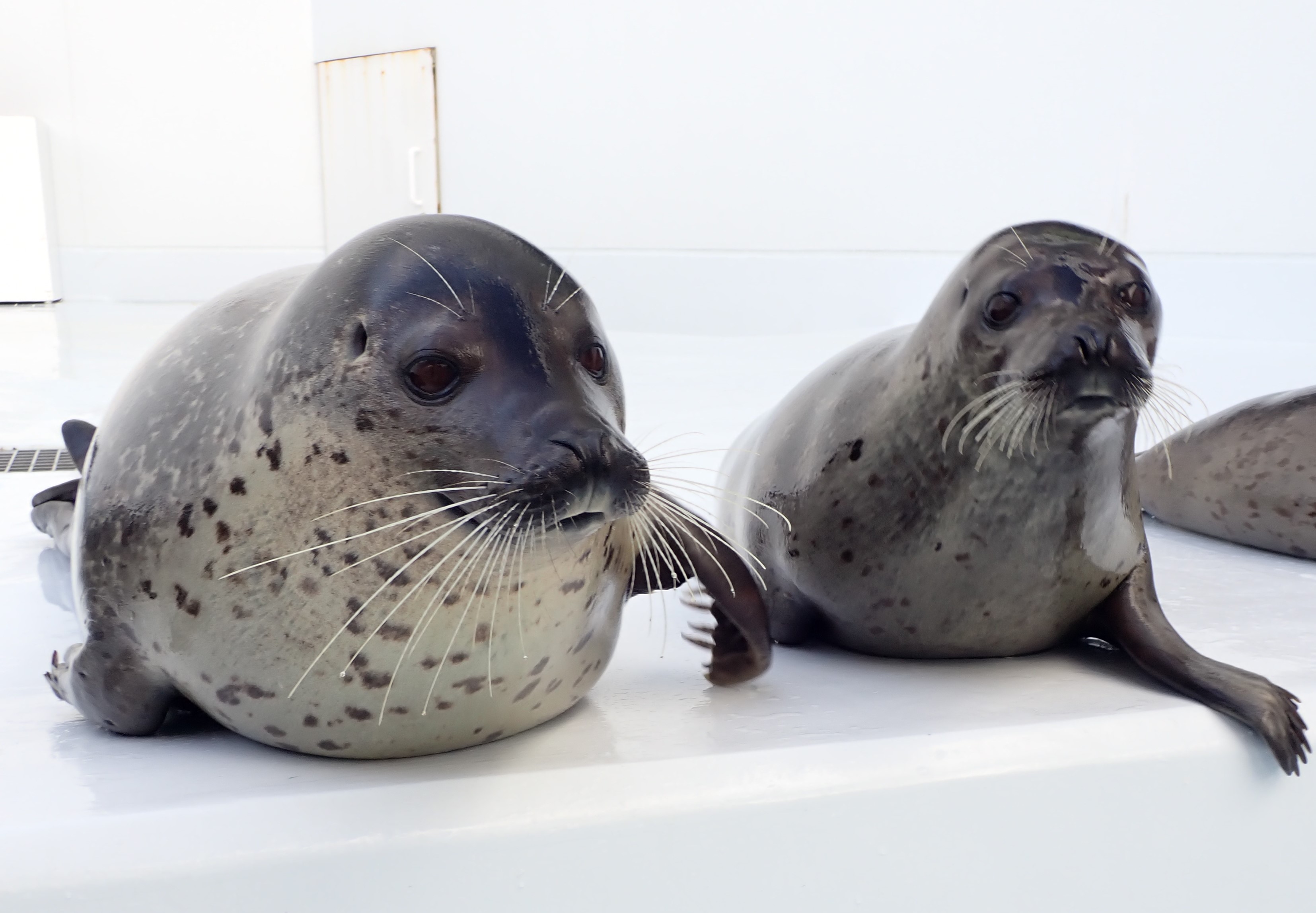 ゴマフアザラシお引越しのお知らせ