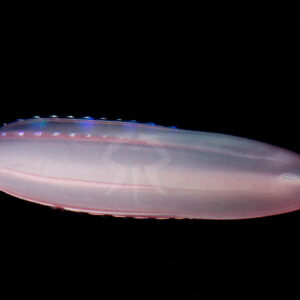 シンカイウリクラゲ