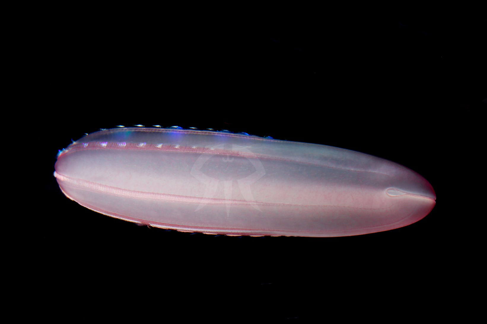 シンカイウリクラゲ