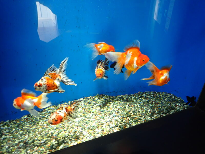 江戸川区・鶴岡市友好都市盟約40周年記念事業のお知らせ