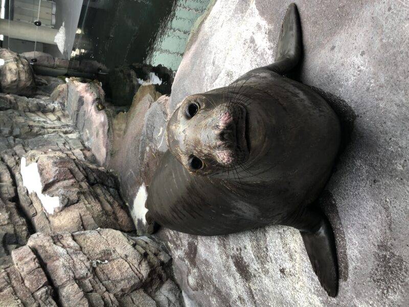 キタゾウアザラシ「なおみ」死因について