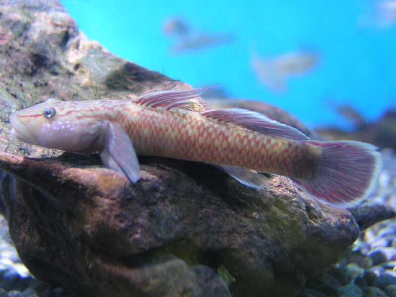 ルリヨシノボリ