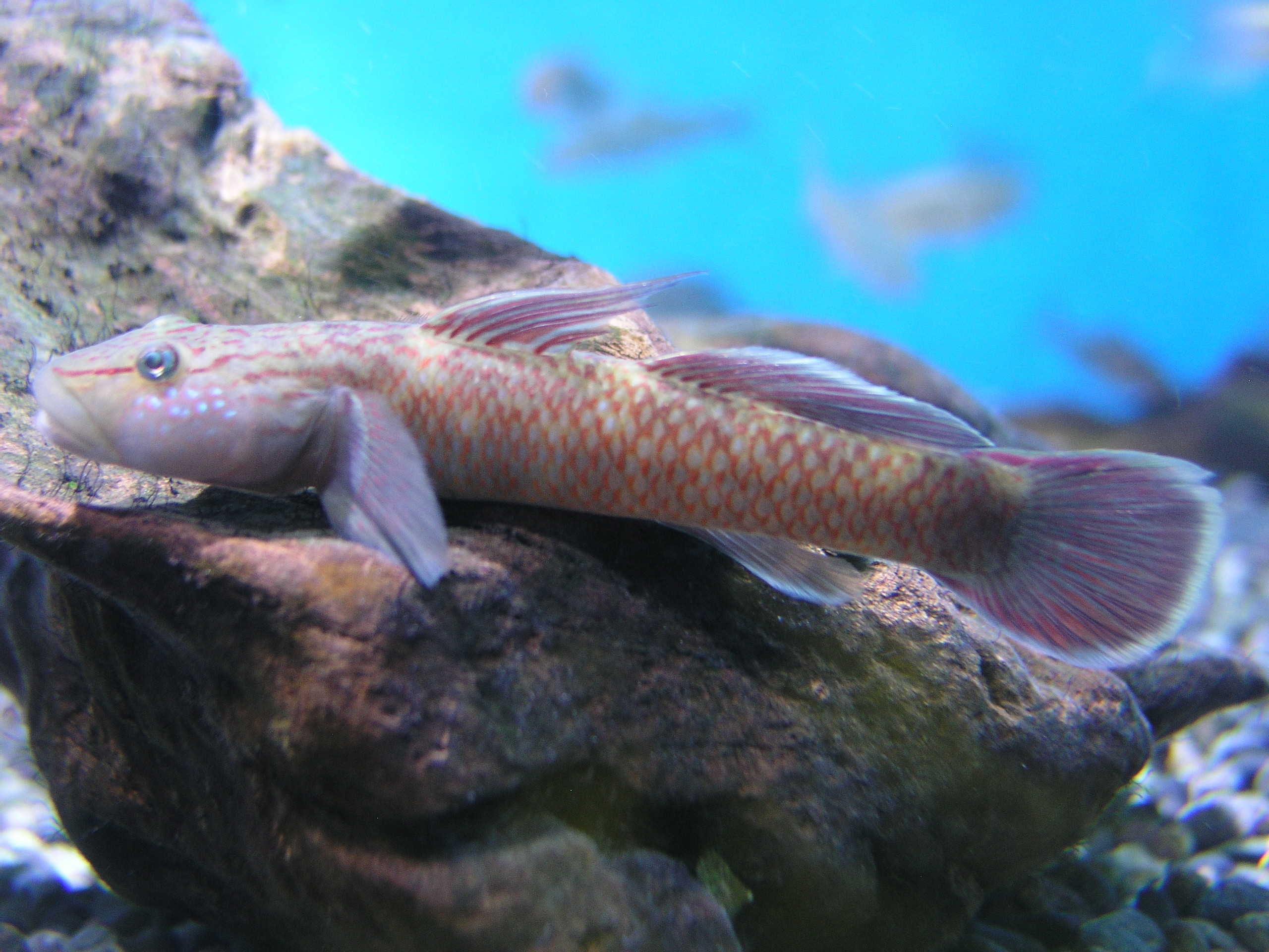 ルリヨシノボリ