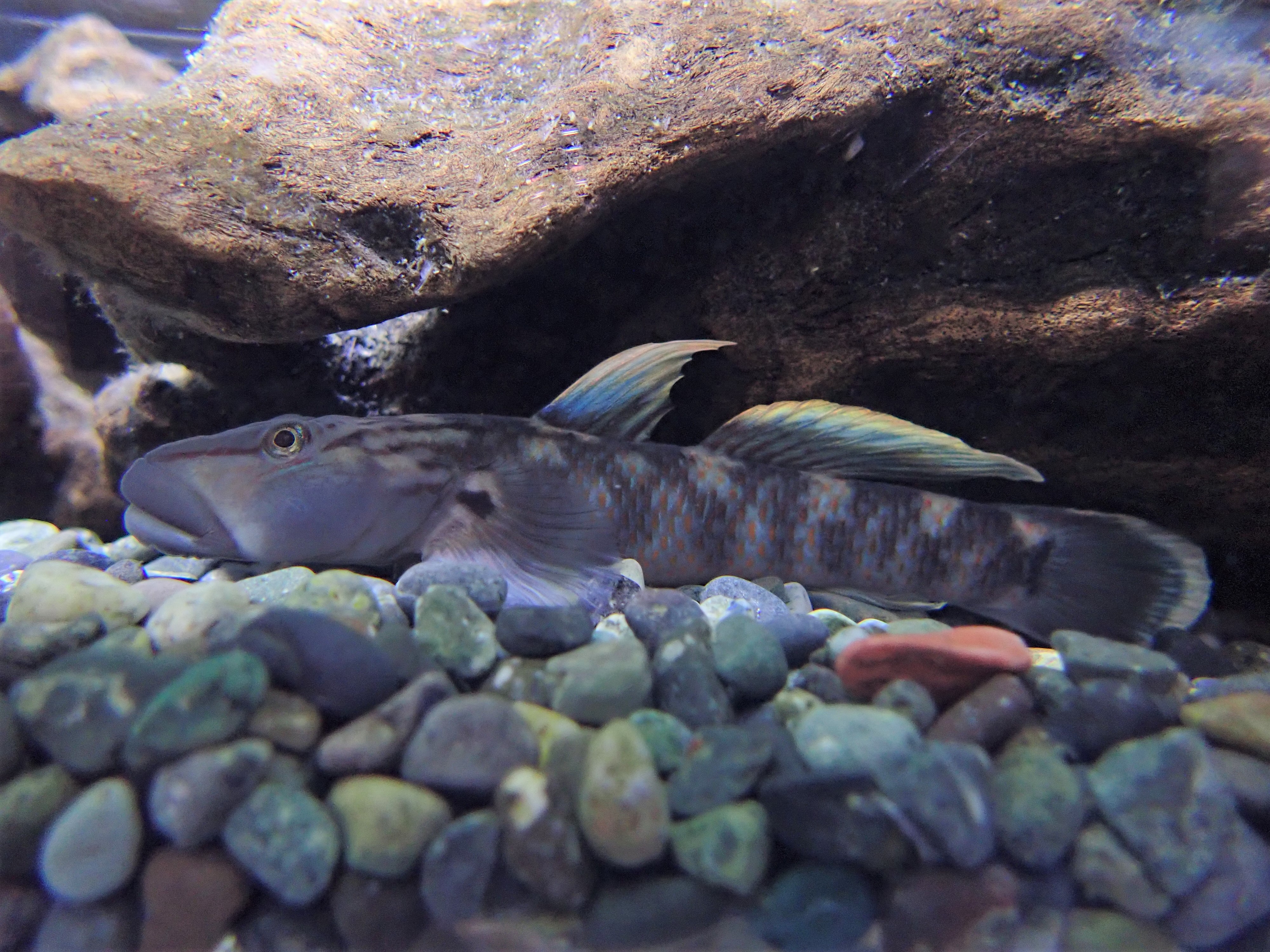 オオヨシノボリ