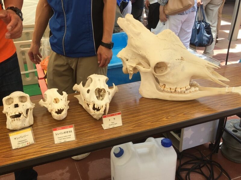 大森山動物園「開園50周年記念キャラバン」開催します！