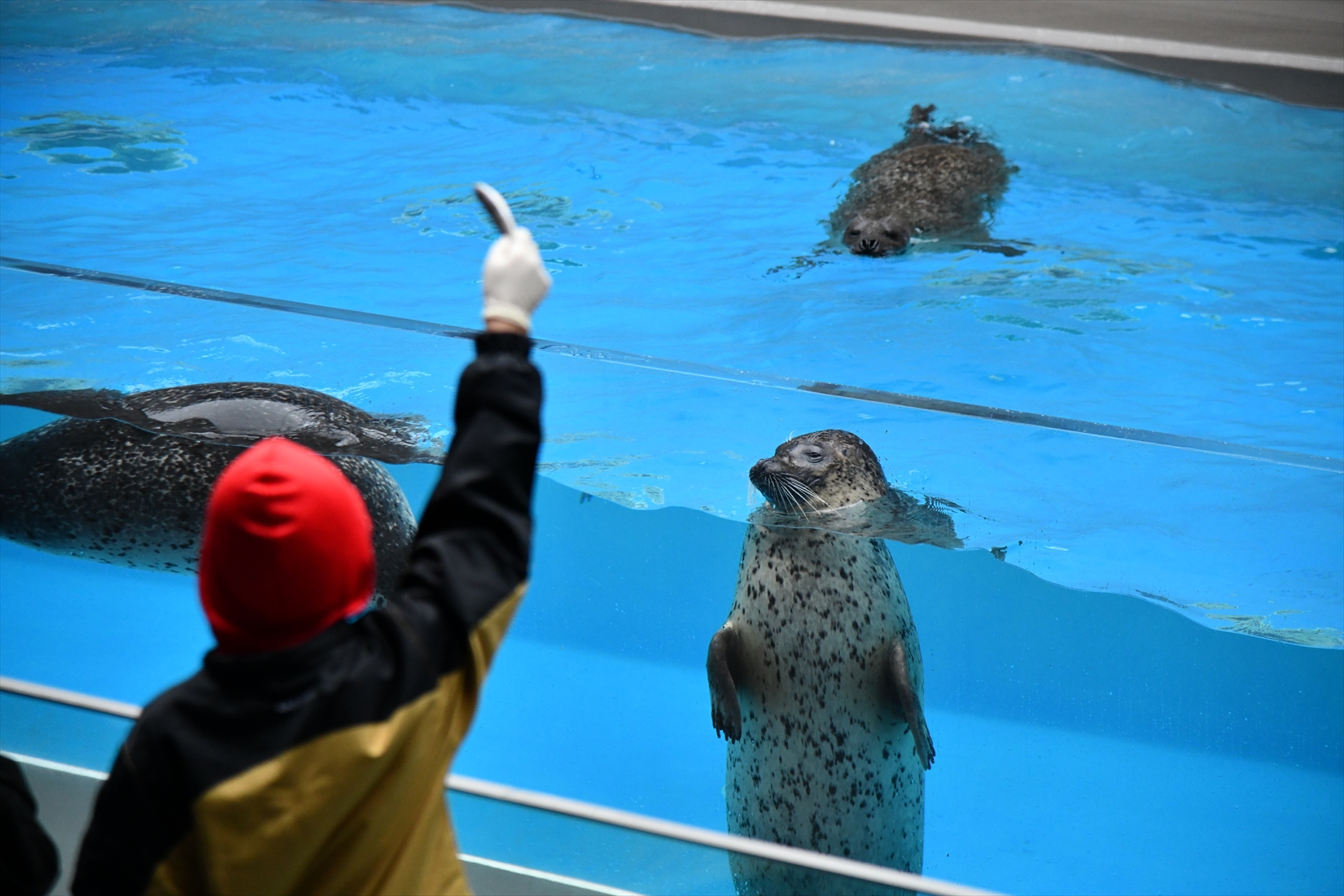 アザラシにエサやり体験（有料）