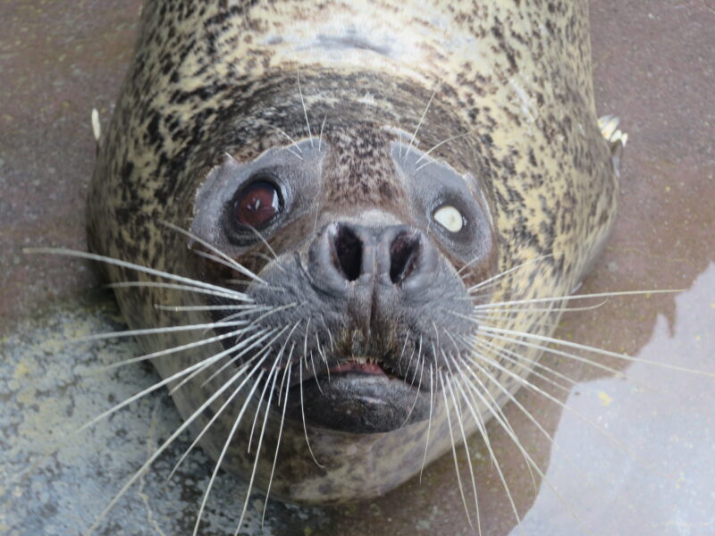 【訃報】ゴマフアザラシの『マルコ』が亡くなりました