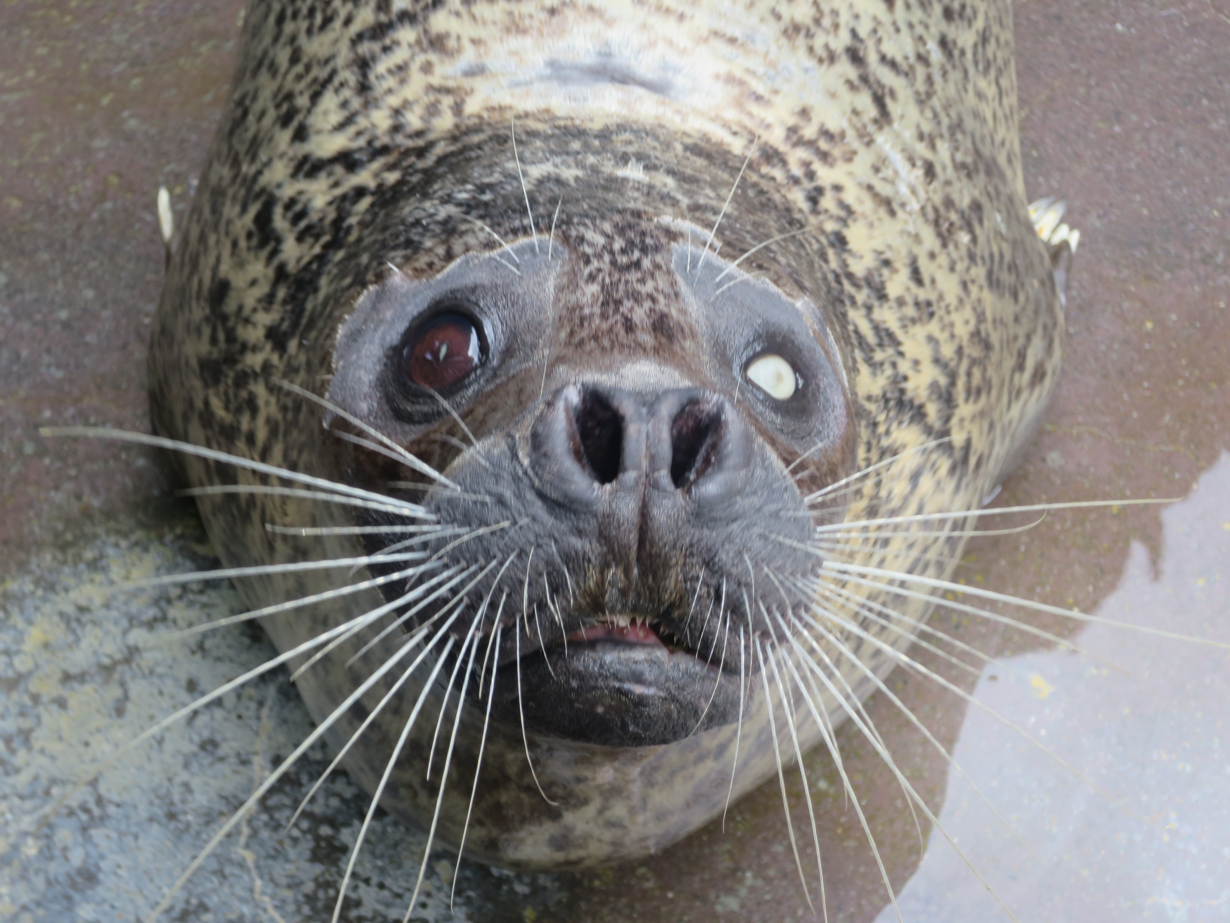 【訃報】ゴマフアザラシの『マルコ』が亡くなりました