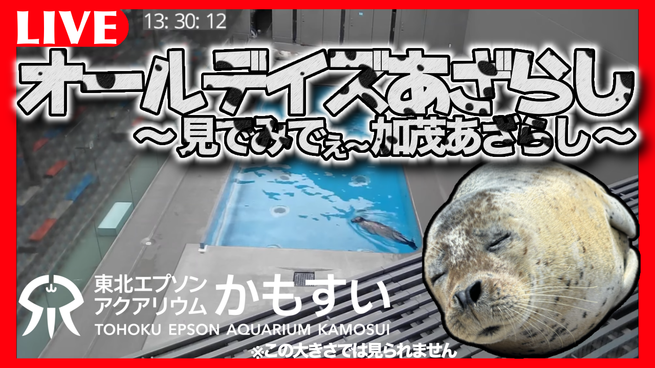 オールデイズあざらし～ 見でみでぇ~加茂あざらし ～はじまります♪