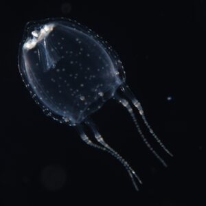 世界初！フクロクジュクラゲの繁殖個体