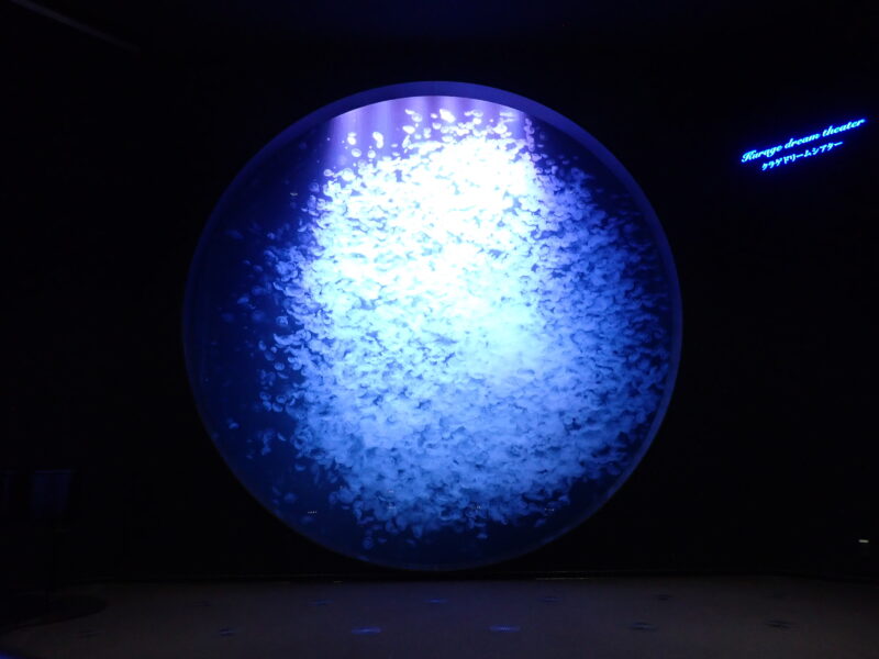 〈障がい者対象閉館後イベント〉ゆっくり水族館