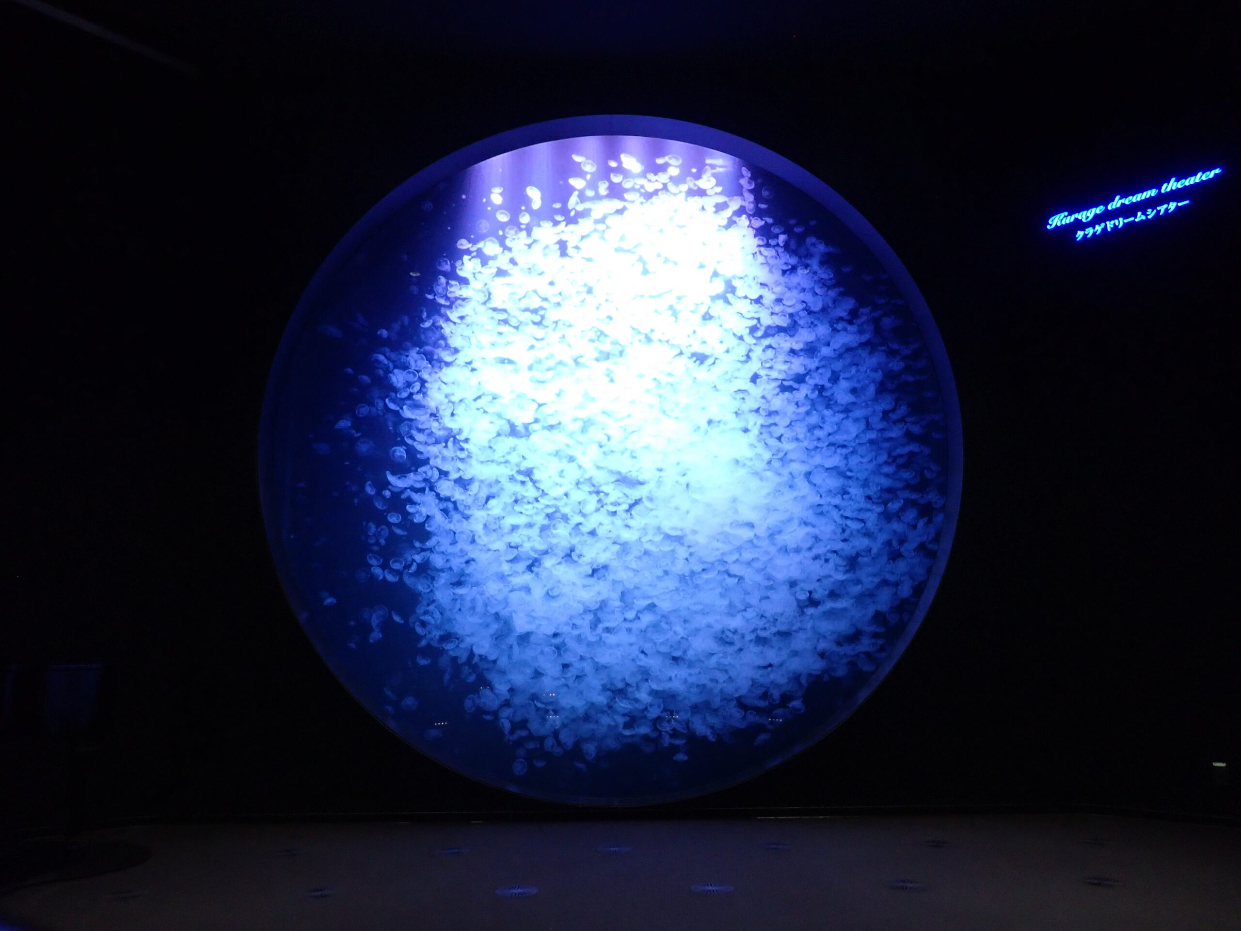 〈障がい者対象閉館後イベント〉ゆっくり水族館