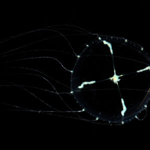 世界初！アマノガワクラゲの展示