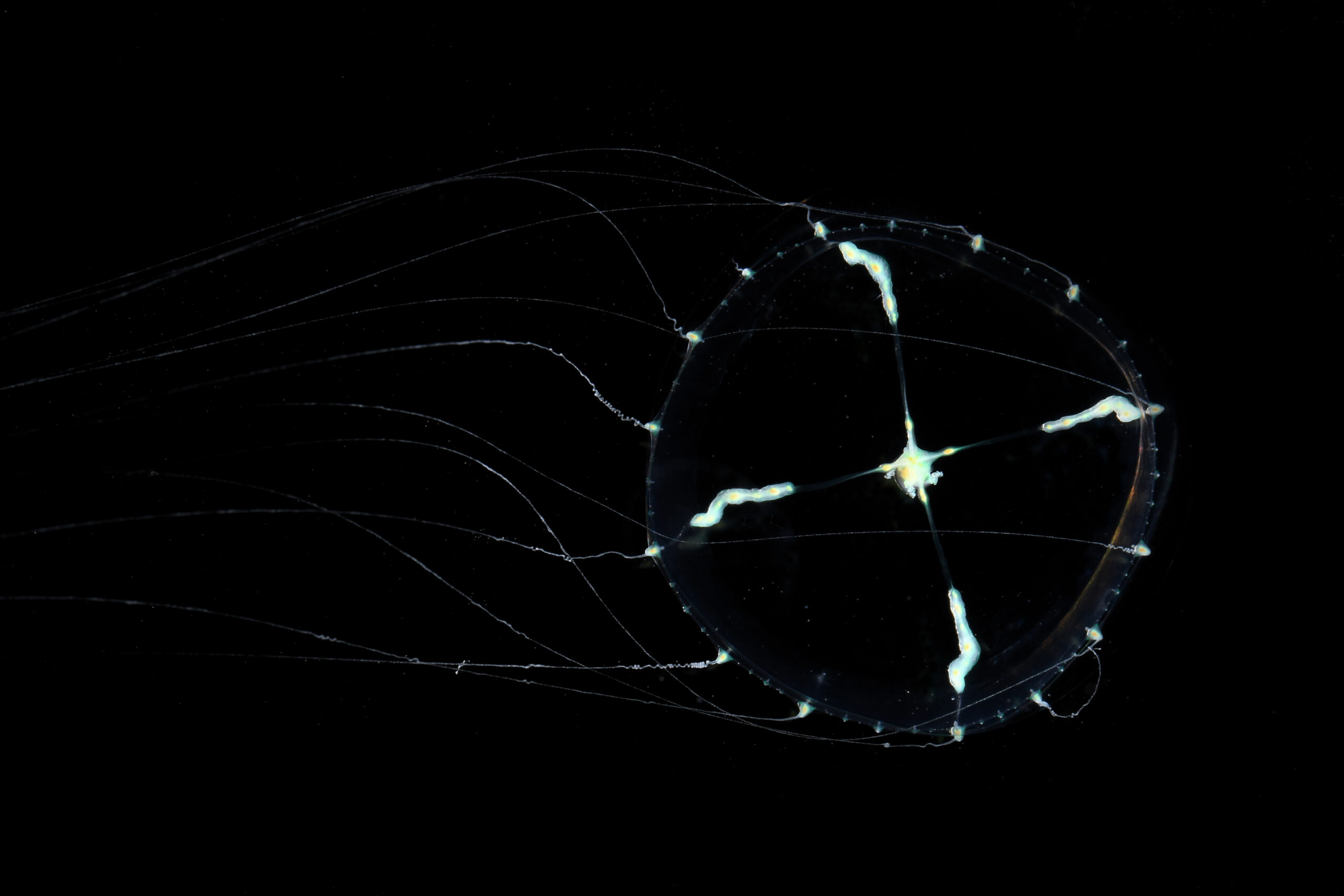 世界初！アマノガワクラゲの展示