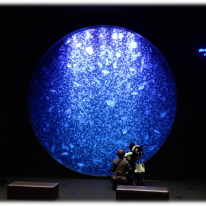 〈障がい者対象閉館後イベント〉ゆっくり水族館