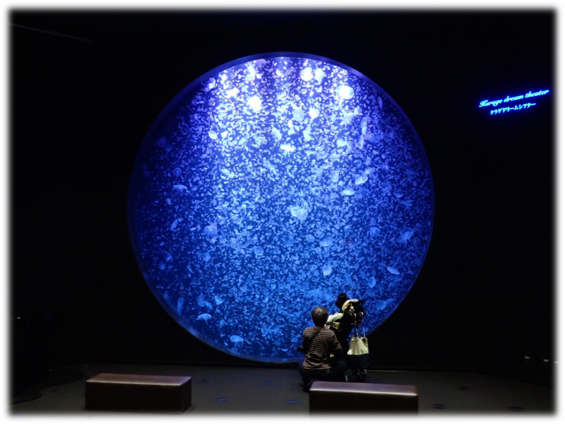 〈障がい者対象閉館後イベント〉ゆっくり水族館