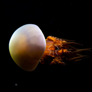 ビゼンクラゲ属の一種 (アリアケビゼンクラゲ)