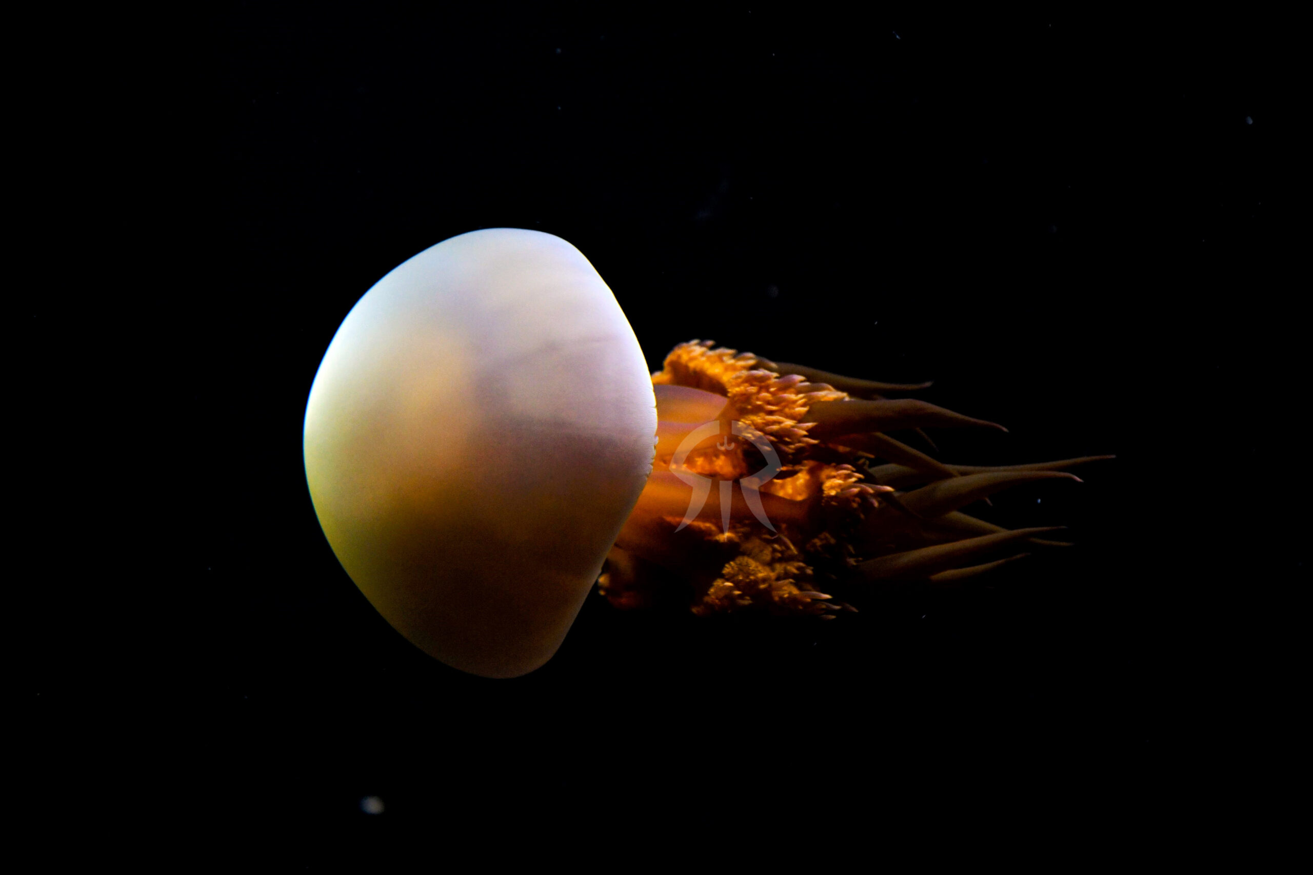 ビゼンクラゲ属の一種 (アリアケビゼンクラゲ)