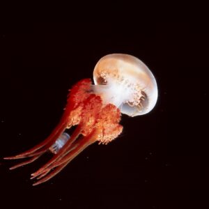 アリアケビゼンクラゲ