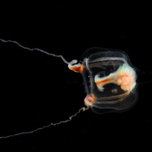 ツリアイクラゲ