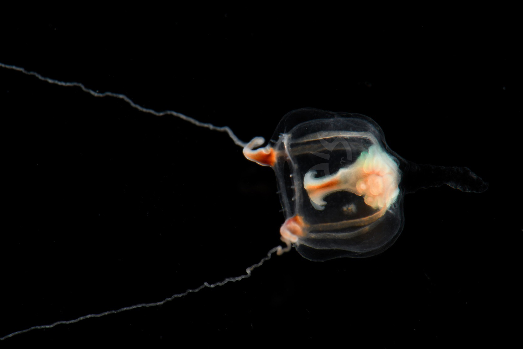 ツリアイクラゲ