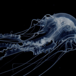 アトランティックベイネットル