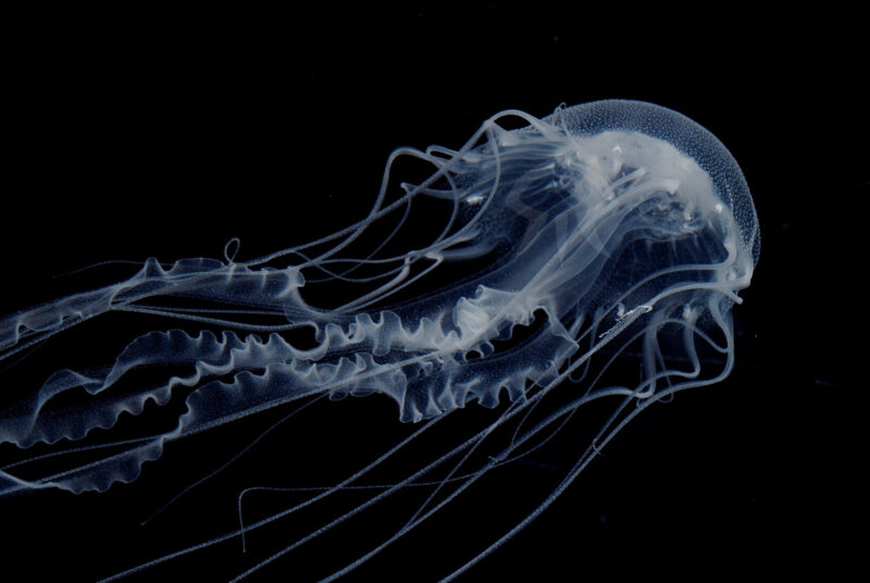 アトランティックベイネットル