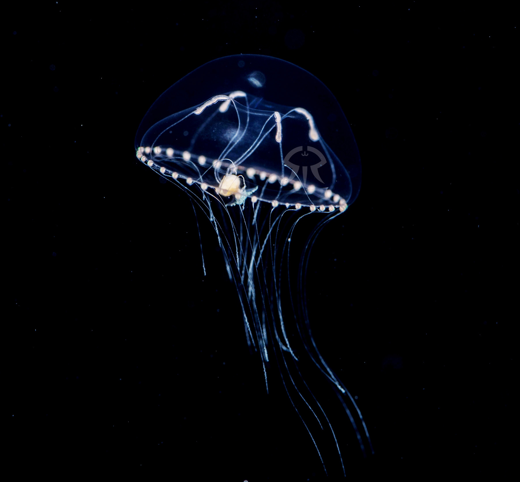 エイレネクラゲ