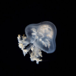 メキシカンマッシュルーム