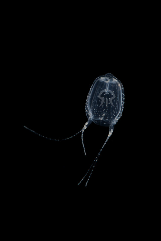 フクロクジュクラゲ