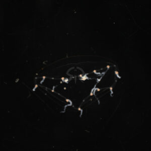 スギウラヤクチクラゲ