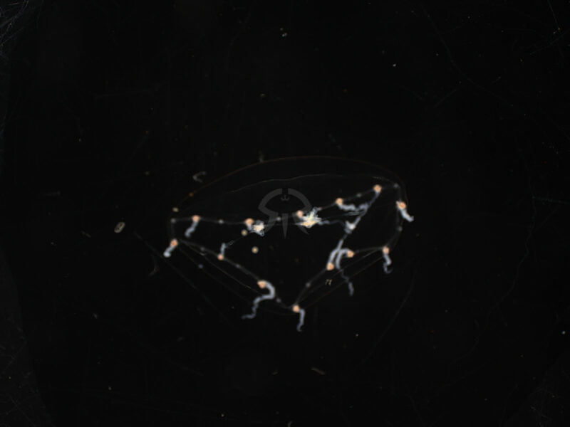 スギウラヤクチクラゲ