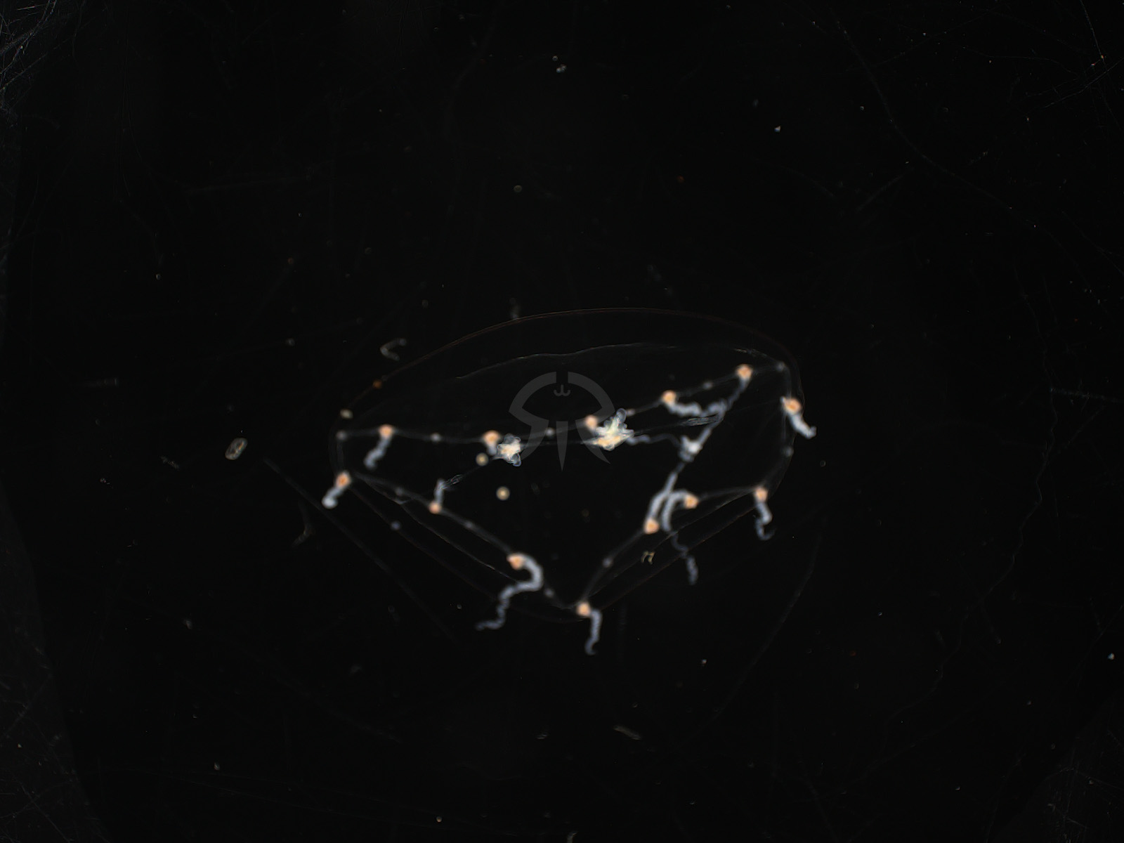 スギウラヤクチクラゲ