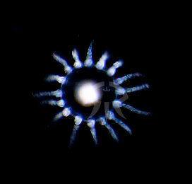 エダフトオベリア