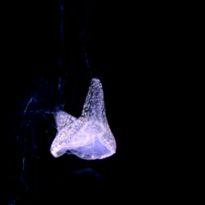 ソコキリコクラゲムシ