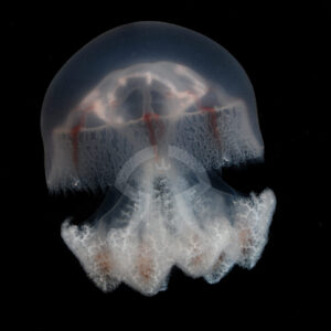 レッドクロスジェリー