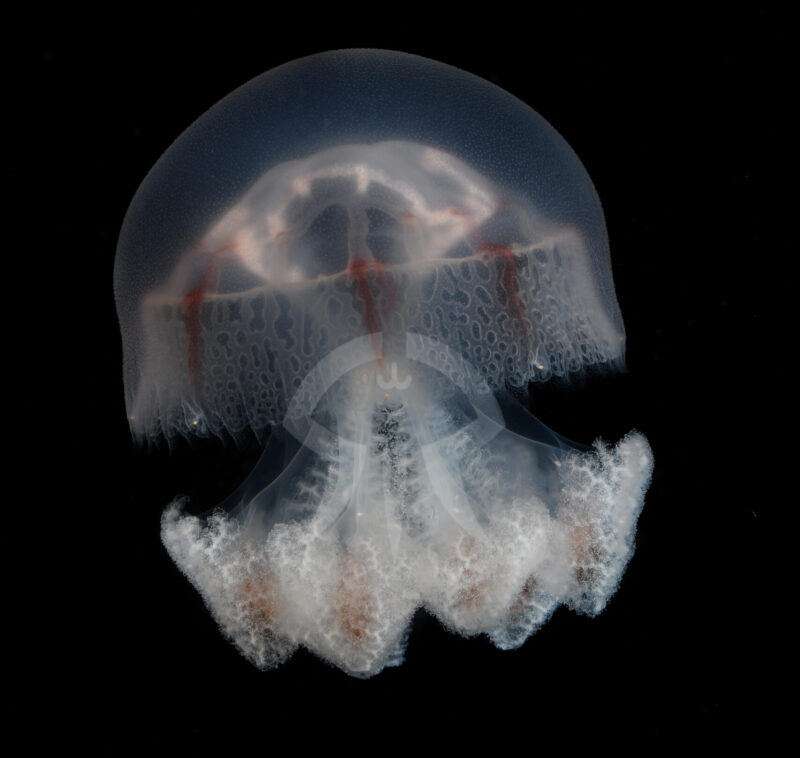 レッドクロスジェリー