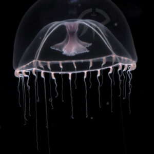 ナデシコクラゲ