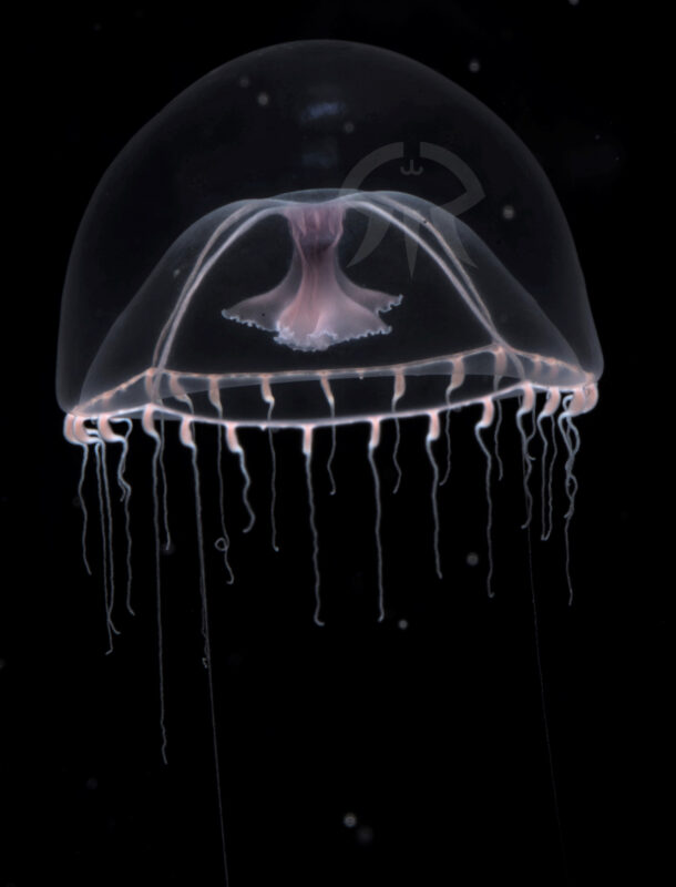 ナデシコクラゲ