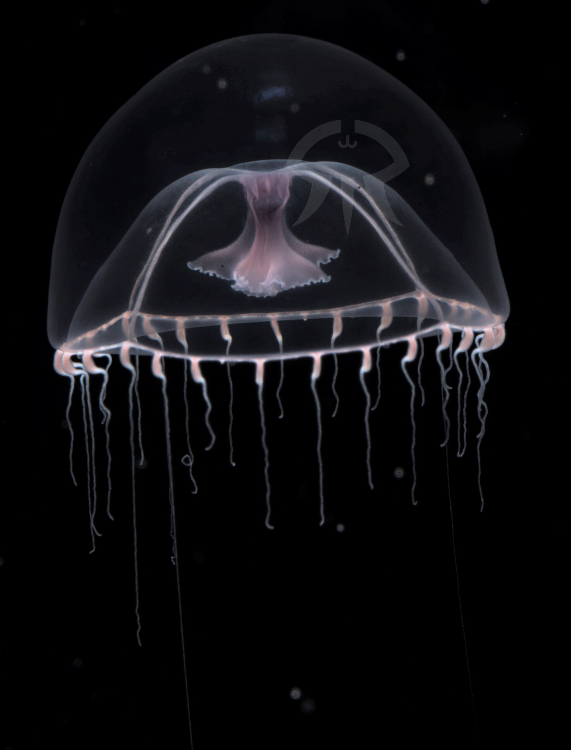 ナデシコクラゲ