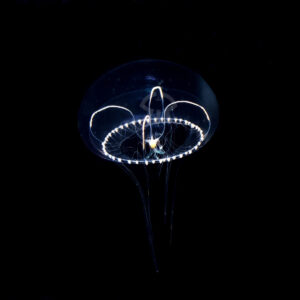 コブエイレネクラゲ