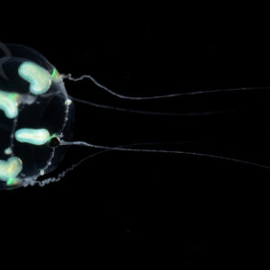 イトマキコモチクラゲ