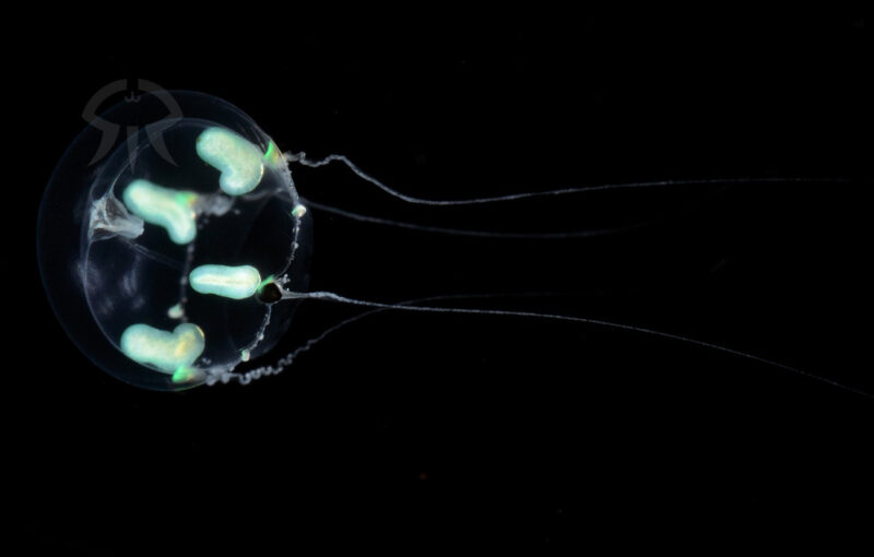 イトマキコモチクラゲ