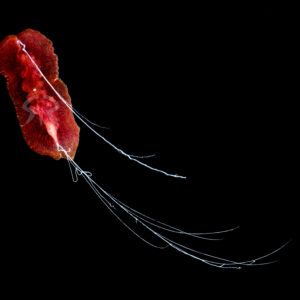 ムラサキクラゲムシ