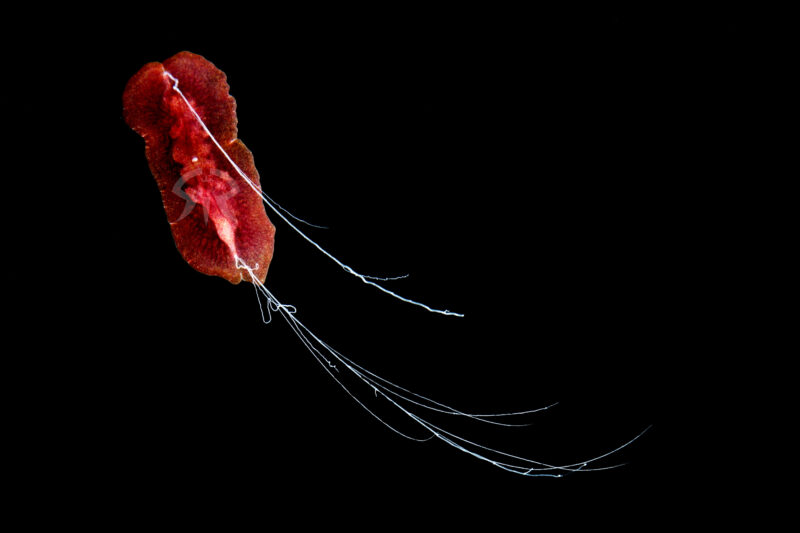 ムラサキクラゲムシ