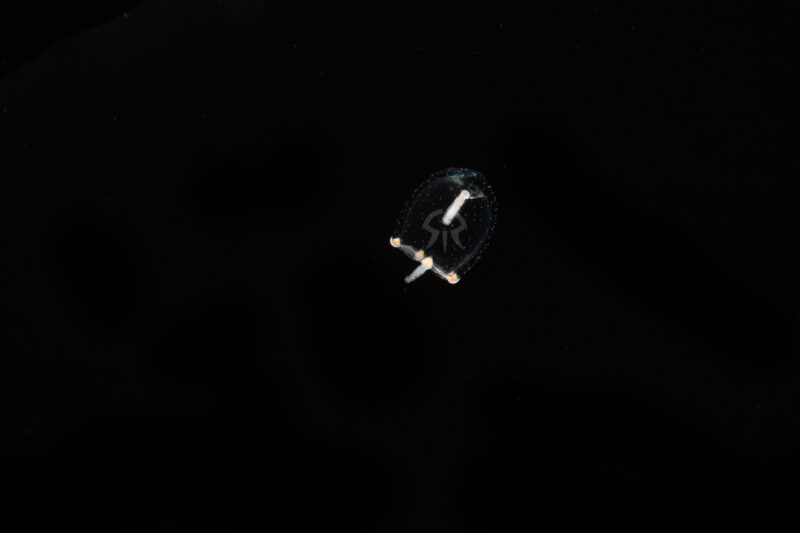 カタアシクラゲモドキ属の一種