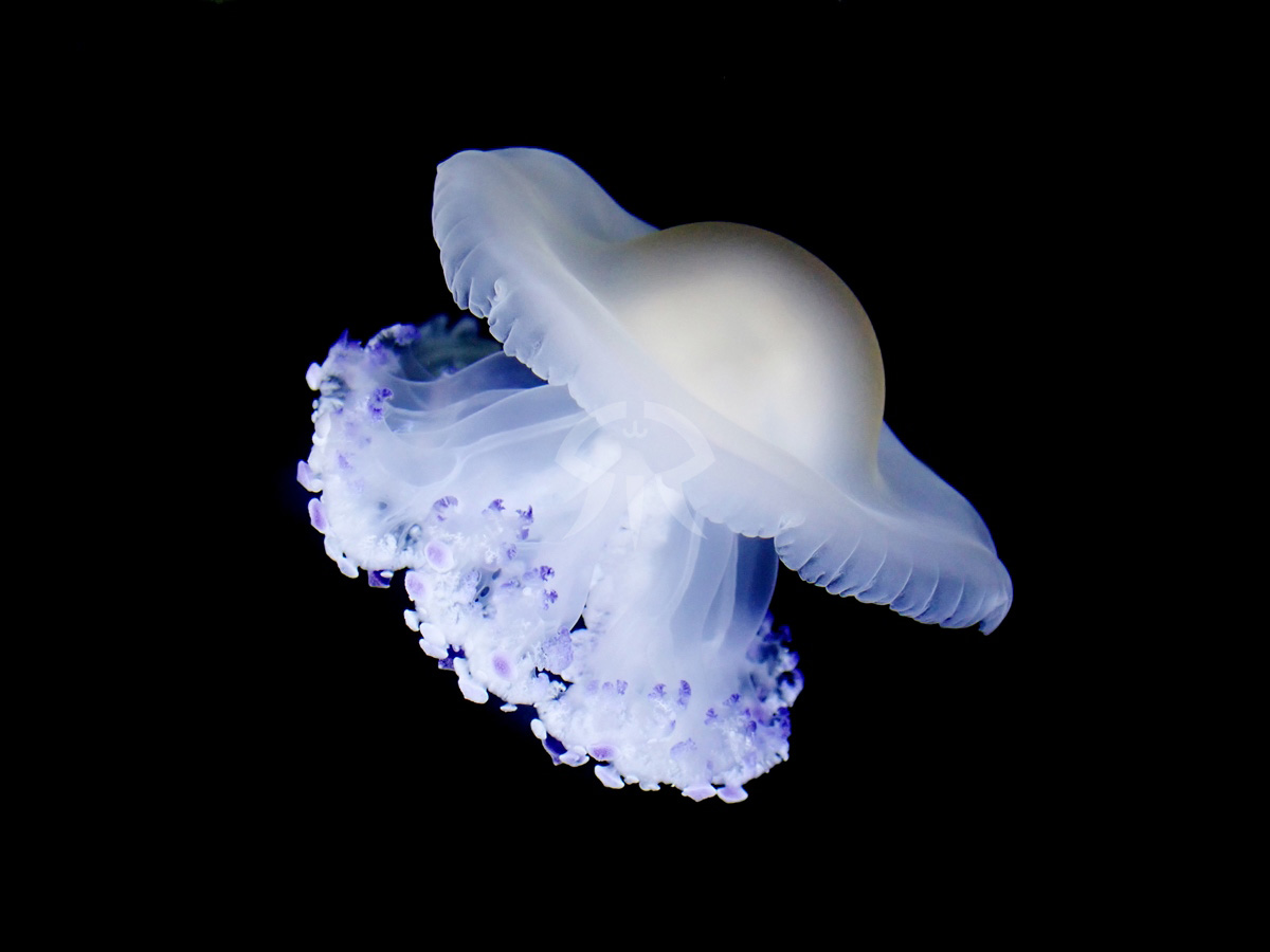 コティロリーザ・ツベルクラータ