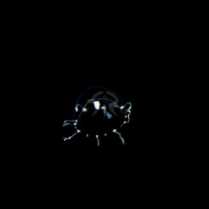 ヒルムシロヒドラ属の一種