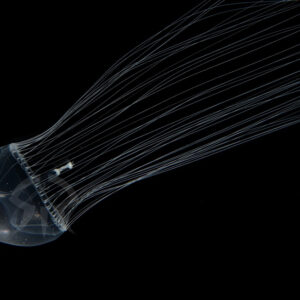 ギヤマンクラゲ