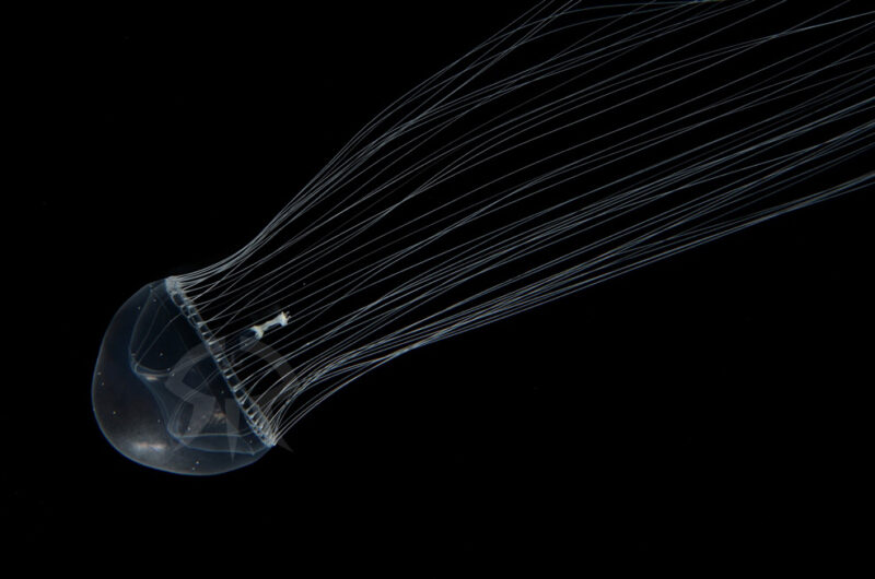 ギヤマンクラゲ